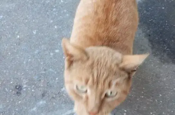 Найдена кошка, Сергиев Посад, фото: Кошка найдена: Птицеградская 7, Сергиев Посад