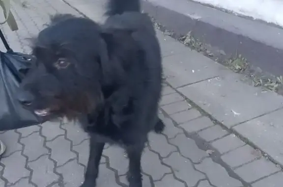 Найдена собака, Рыбинск, фото: Найден черный кобель, Стоялая ул., Рыбинск