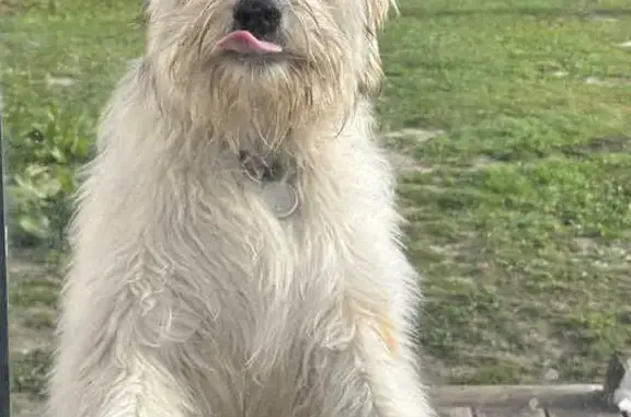 Собаки потеряшки, , фото: Потеряшка собака, Новая ул., 35