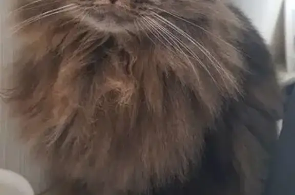 Кошки потеряшки, Москва, фото: Потеряшка кошка, Митинская ул. 28 к5