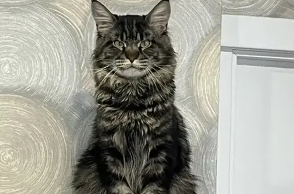 Кошки потеряшки, , фото: Потеряшка кошка, Вересковая ул., 6, Ижевск