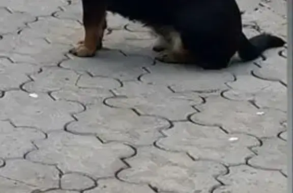 Собаки потеряшки, , фото: Потеряшка собака, ул. Степана Разина, 19:30