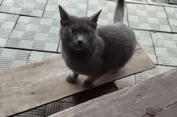 Найдена кошка, Костромская область, фото: Кошка найдена в Самсоновском, Кострома