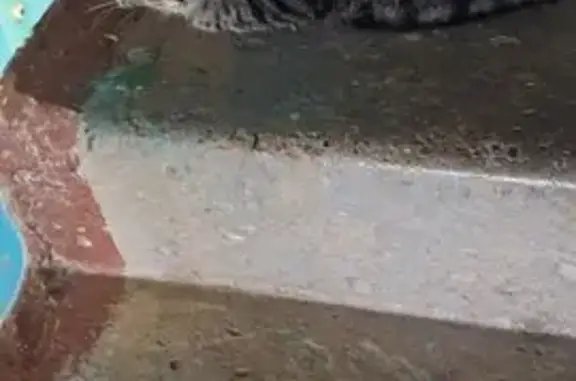 Найдена кошка, , фото: Кошка найдена: ул. 9 Января, 189, Ижевск