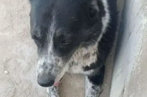 Пропала собака, Старое Ярославское ш.