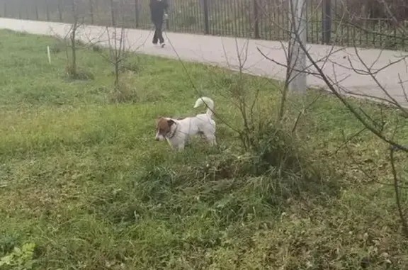 Собака найдена у Баташевского сада, Тула