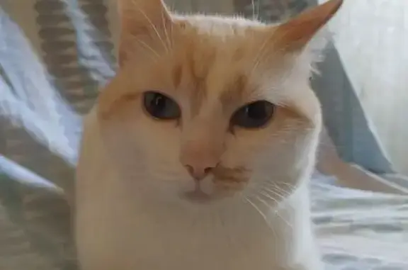 Кошки потеряшки, Междуреченск, фото: Потеряшка кошка, пр. Строителей, 16