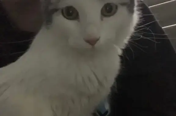 Найдена кошка, Пермь, фото: Кошка найдена, ул. Черняховского, 57