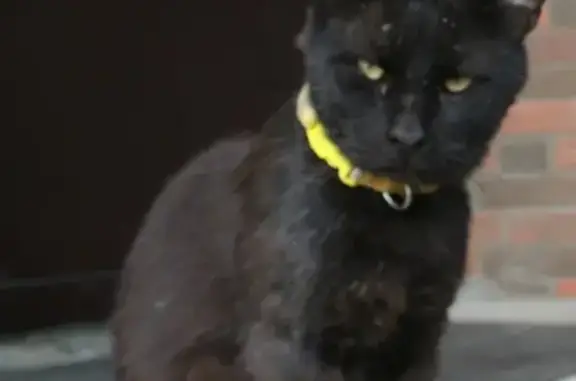 Пропал кот Бакс на Семёновской, 83, помогите!