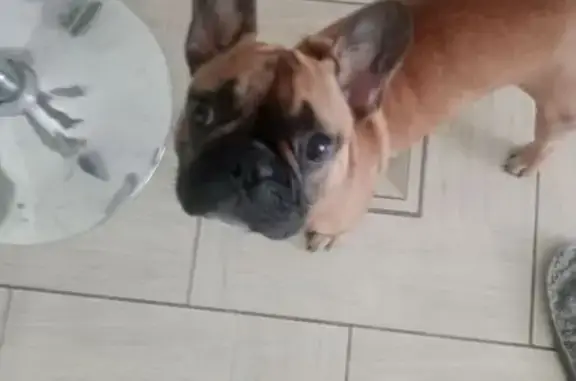 Пропала собака с Маршала Жукова, 135