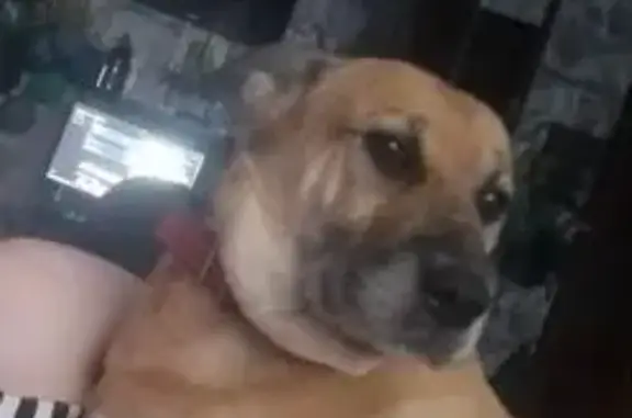 Пропала собака Боня, Пришня, Тула