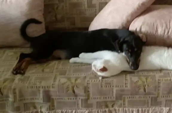 Собаки потеряшки, Волгоград, фото: Потеряшка собака, ул. Кирова, Волгоград