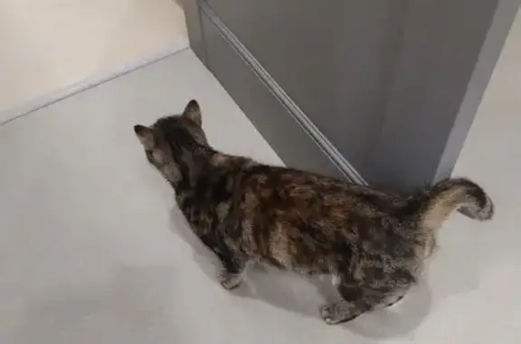 Найдена кошка, Серпухов, фото: Кошка найдена: Оборонная ул, 19, Серпухов