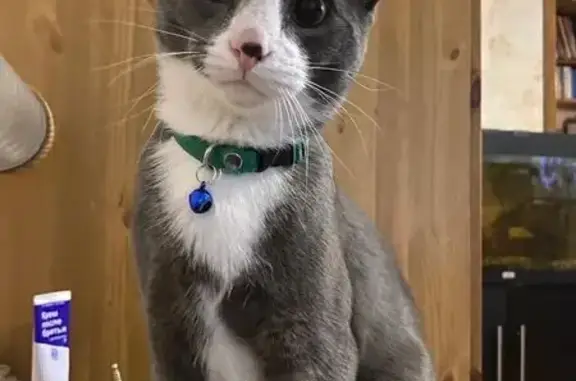 Кошки потеряшки, Москва, фото: Потеряшка кошка, 11-я Парковая ул., 52 к5