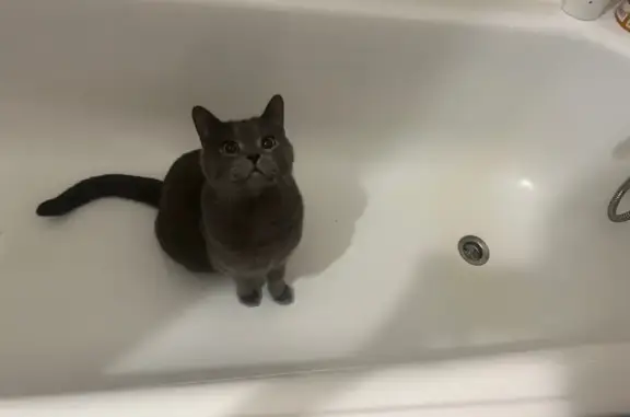 Кошки потеряшки, Санкт-Петербург, фото: Потеряшка кошка, Каменноостровский пр. 64