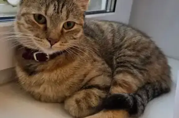 Кошка найдена: пр. Гагарина, 20, СПб