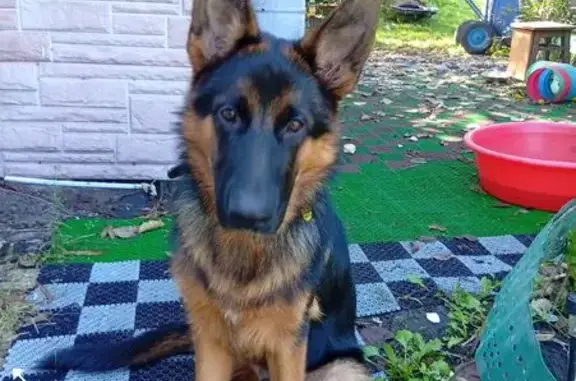 Пропала собака, Уссурийск, ул. Т. Тихого 13А