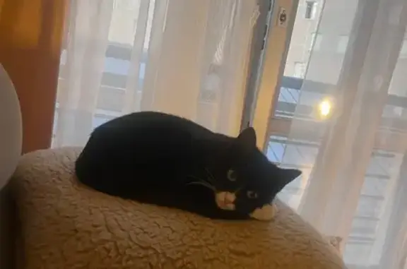 Пропала кошка, Волховский пер., 4, СПб