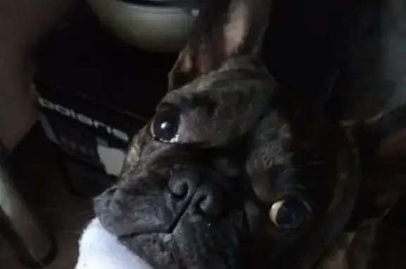 Собаки потеряшки, Уфа, фото: Потеряшка собака, ул. Суворова, 10, Уфа