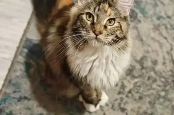 Кошки потеряшки, Зудилово, фото: Потеряшка кошка, Зудилово, Песчаная 58в