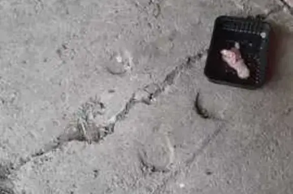 Кошка найдена: Мончегорская 18, НН