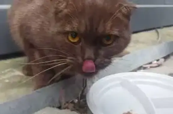 Найдена кошка, Москва, фото: Кошка найдена у Кожуховского Моста