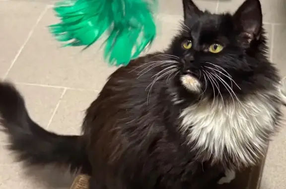 Найдена кошка, Красногорск, фото: Кошка найдена: Серебряный бульвар, 4