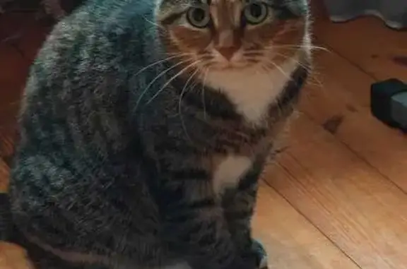 Пропала кошка, 2-й Степной пер., 45, Тюмень