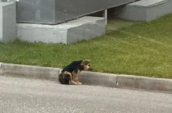 Найдена собака, , фото: Собака с травмой у аэропорта Казани, Р-239