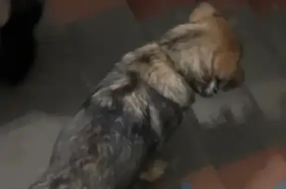 Найдена собака, , фото: Собака найдена: ул. Воровского, 130, Ижевск