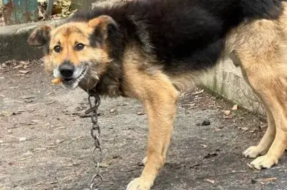 Найдена собака, Жуковский, фото: Пугливый пес найден на Ломоносова, 10