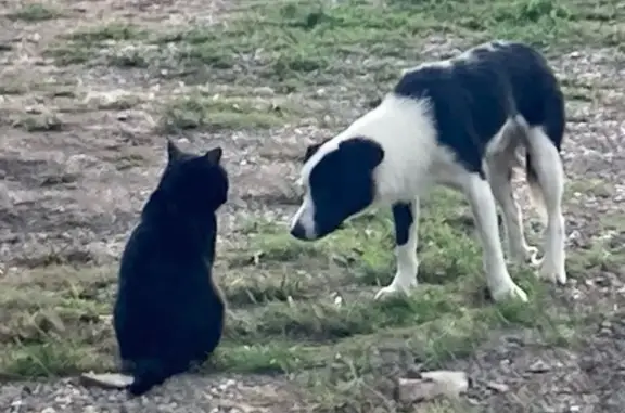 Собаки потеряшки, Тепличный, фото: Потеряшка собака, 1-я Целинная, Тепличный