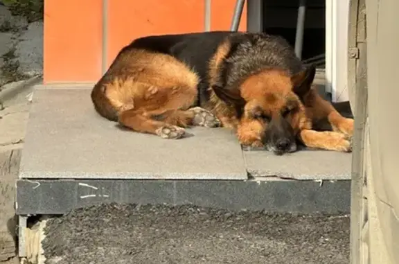 Найдена собака, Южно-Сахалинск, фото: Собака найдена на Сахалинской 172б