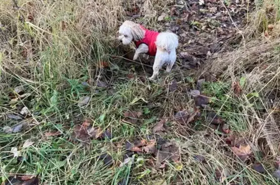 Найдена собака, Смоленск, фото: Собака найдена: ул. Промкасса, 35, Смоленск