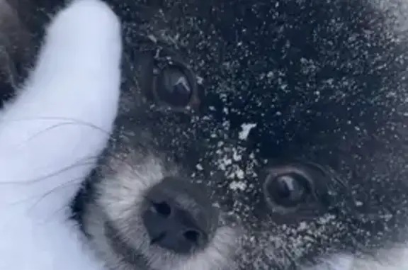 Собаки потеряшки, Нерюнгри, фото: Потеряшка собака, пр. Дружбы Народов 14