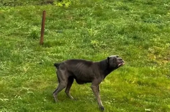 Найдена голубая собака со щенком, Зеленоград