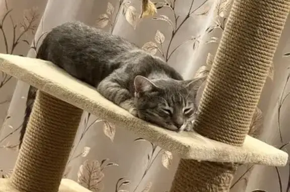 Потерянные животные , фото: Пропала кошка, Заречное, Крым