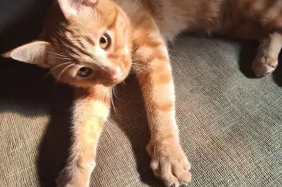 Пропал кот, Мариупольское шоссе, Таганрог