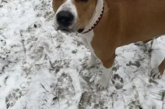 Найдена собака, Тюмень, фото: Собака найдена в ЖК Сердце Сибири, Тюмень