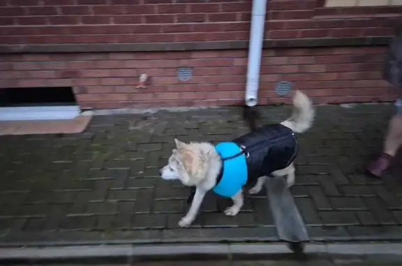 Найдена собака, , фото: Собака найдена: Весенняя ул., 7, Шихово