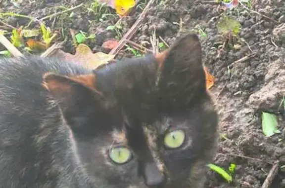 Найдена кошка в Луге, Ленобласть