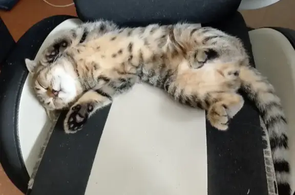 Кошки потеряшки, Ачаирский, фото: Потеряшка кошка, Рабочая ул., Ачаирский