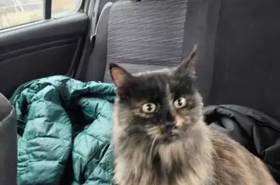 Найдена кошка, Триречное, фото: Кошка найдена: 14Н-793, Триречное