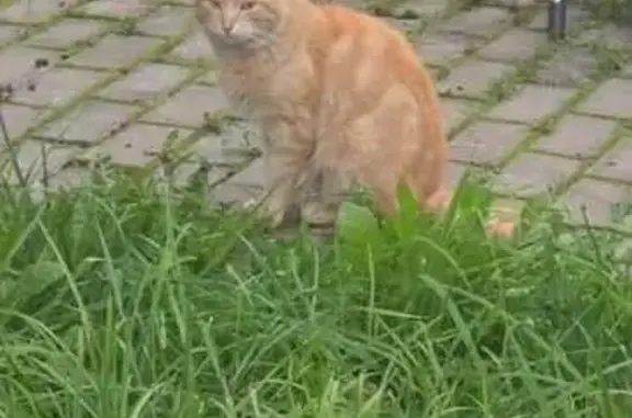 Найдена кошка, Санкт-Петербург, фото: Найдена кошка, ул. Коммунаров, 5, СПб