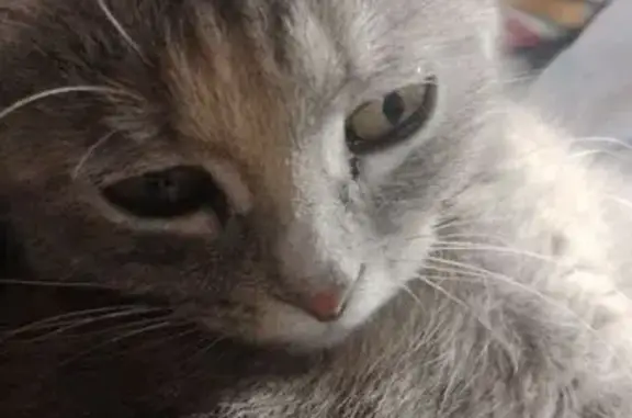 Кошки потеряшки, Бийск, фото: Потеряшка кошка Варя, Бийск, ул. Краснооктябрьская 252А