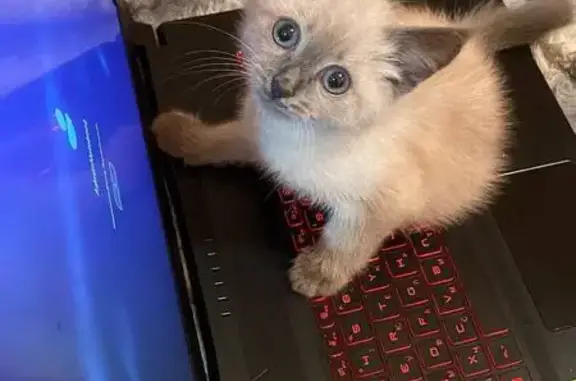 Кошки потеряшки, Белинский, фото: Потеряшка кошка, Рабочий пер., Белинский