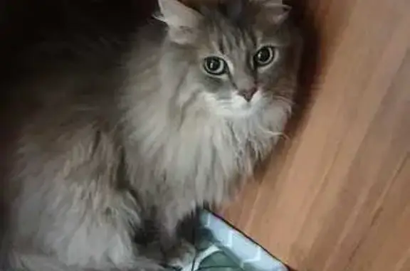 Пропала кошка, ул. Крылова, Екатеринбург