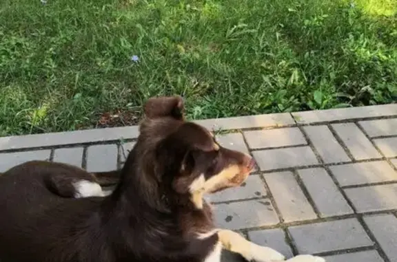 Пропала собака, Усть-Курдюм, Саратовская обл.