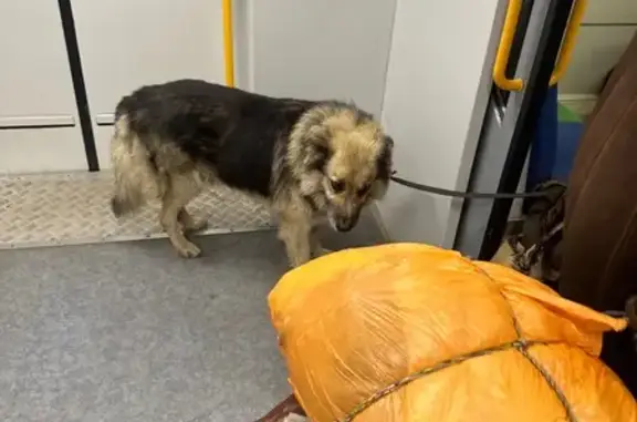 Собака найдена, Каланчёвская ул., Москва