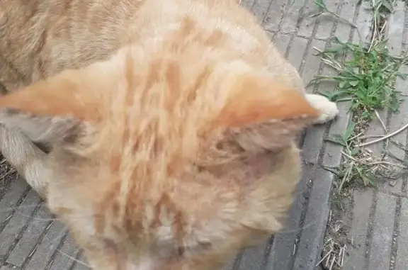 Пропала кошка, 1-я Володарского, 51, Ростов